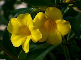 Image result for Allamanda schottii