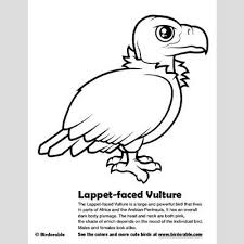 7,893 matches including pictures of madeira and michigan. Lappet Faced Vulture Coloring Page Fun Free Downloads Activity Pages Birdorable