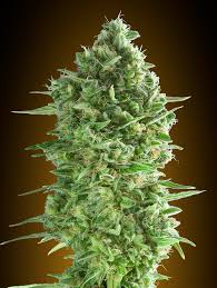 What do you think is your strongest quality you will bring specifically to a cannabis store? Do Si Dos Cookies 00seeds Strain Info Growdiaries