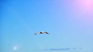 Blue Sky Birds Flying In The Sky Images Seagull Bird Flying Slow Motion Blue Sky Sun Nature Background Light Stock Footage Slow Motion Blue Seagull Nature Backgrounds Birds Flying Lights Background