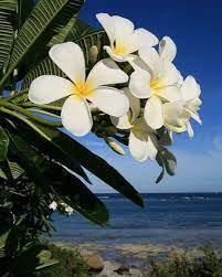 Plumeria Flower Plumeria Flowers Flowers Photography Most Beautiful Flowers