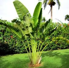 Travelers Palm Vs Bird Of Paradise Banana Palm Exactlylike That Of The Banana Tree And Not Like A Palm At All Travellers Palm Banana Trees Landscape Palm Trees Garden