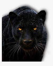 Panther 1705220 1920 Black Jaguar Animal Hd Hd Png Download Jaguar Animal Black Jaguar Animal Black Jaguar