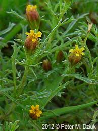 Image result for Dyssodia