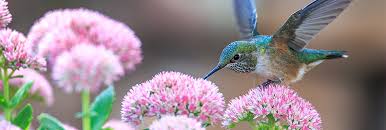 Check spelling or type a new query. Hummingbird Gardening Plants For All Seasons Since 1973