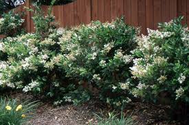 Image result for Ligustrum