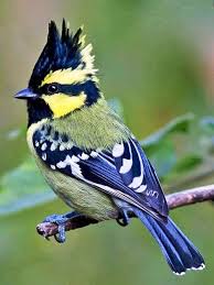 Bird With Black And Yellow Feathers Pin On Feathers