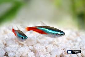 Stick compatti per l'alimentazione di pesci rossi e altri pesci d'acqua fredda durante brevi vacanze e i fine settimana. Come Allevare Il Pesce Neon Consigli E Cura Dell Acquario Domestico