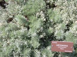 Image result for Artemisia sp.no.1