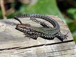 Lezard Des Murailles Wikipedia