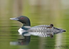 Birds That Lay Eggs On The Ground Ontario Mother Nature Can Be So Cruel Loons Losing Ground New England Photography Guild Loon Common Loon Quiet Time