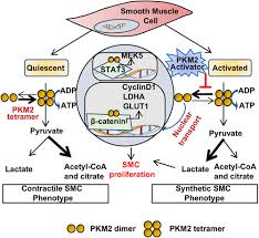 Smooth muscle contraction requires both myosin activation and actin cytoskeletal remodeling. Smooth Muscle Cell Specific Pkm2 Pyruvate Kinase Muscle 2 Promotes Smooth Muscle Cell Phenotypic Switching And Neointimal Hyperplasia Arteriosclerosis Thrombosis And Vascular Biology