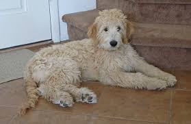 Check spelling or type a new query. 10 Most Popular Golden Retriever Mix Dogs Hubpages