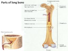 Bones of the fingers are also considered longbones. What Are The Main Parts Of A Long Bone
