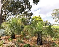 Hold the plastic down with rocks or garden stakes. How To Grow Grass Tree