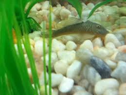 We did not find results for: Feeding My Rubber Lip Pleco Pleco Plecostomus Forum 126912