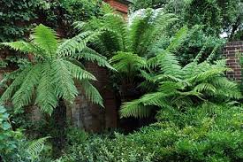 Shelter the tree fern during the winter until it grows more than 2 feet tall. Tasmanian Tree Fern Winter Care Cromalinsupport