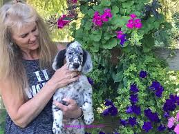 Black And White English Setter Dog Blue Belton English Setter Puppy Setter Puppies English Setter Puppies English Setter