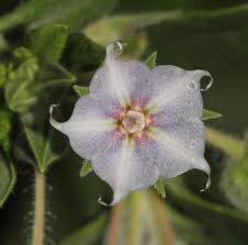 Image result for Trichodesma physaloides