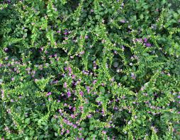 Check spelling or type a new query. Beautiful Garden Of Cover Plant With Small Purple Flower Cuphea Hyssopifolia Stock Photo Picture And Royalty Free Image Image 77131255