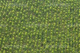 Image result for Acacia mangium