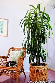 If it is indoors, poor drainage could make the soil soggy, exposing the plant to mealybug and root rot. Dracaena Repotting How To Repot A Large Dracaena Lisa