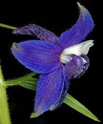 Image result for Oxyanthus troupinii