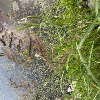 Image result for Echinochloa brevipedicellata