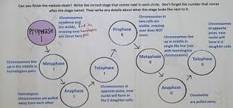 Displaying top 8 worksheets found for amoeba sisters meiosis. Unit 6 Hyperdoc Reproduction