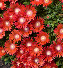 Image result for Delosperma mahonii