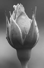 Fresh flowers, gift baskets for all occasions including birthday, anniversary and sympathy flowers. Ava Rylee Obituary 2016 2016 Midland Tx Midland Reporter Telegram