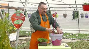 De l'artisanat en passant par la gastronomie française et les la culture française est ce qu'elle est aujourd'hui grâce à la naissance de la langue française et à l'enrichissement provenant des autres cultures. Comment Planter Des Fraisiers En Pots Youtube