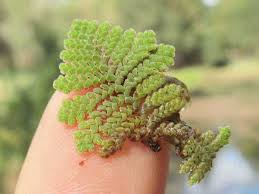 Image result for Azolla pinnata