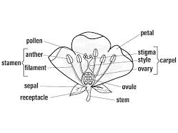 Posted by cassidy smith on 12 june 2017, 10:59 am. Q6 What Is A Flower Draw A Neat Labelled Diagram Showing Th Lido