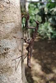 Image result for Craibia zimmermannii