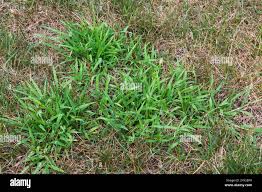 Image result for Digitaria compressa