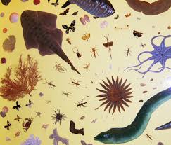 Their reproductive structures are flowers were the ovules are enclosed in an ovary. Symmetry In Biology Wikipedia