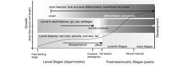 Synthesis Of The Biphasic Life Cycle In Anurans The Ontogeny Comprises Download Scientific Diagram