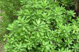 Image result for Synadenium kirkii