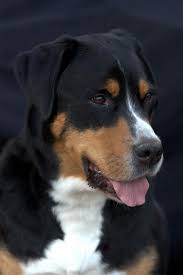 Der vater ist ein starker gutmütiger wachsamer rüde. Grosser Schweizer Sennenhund Wie Man Ein Gluckliches Zuhause Fur Sein Haustier Schafft