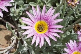 Image result for Arctotis