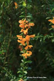 Image result for Brya