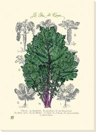 Le Chou De Russe Cabbage Wrapped Canvas Giclee Print Wall Art Canvas Giclee Wall Art Prints Art