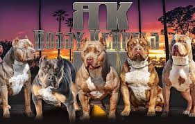 The color is produced by the recessive chromosome gene. Best Pitbull Dog Breeders In Us Where To Buy A Pitbull Puppies Or Dog