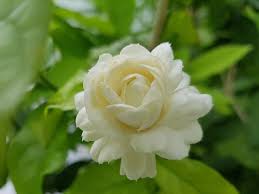 A Top Favorite Among The Arabian Jasmine Varieties Jasminum Sambac Grand Duke Of Tuscany Arabian Jasmine Fea Arabian Jasmine Jasmine Plant Jasminum Sambac