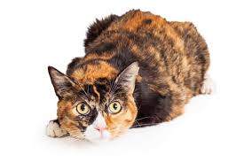 One may think they are specially bred because of their popularity, but it is not so. Calico Cats Genetics Personality Lifespan And Intelligence All About Cats