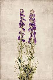 Aconitum Napellus I Limited Edition Photograph Floral Photography Photography For Sale Fine Art