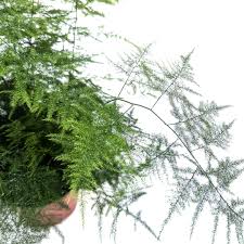 Image result for Asparagus pendulus