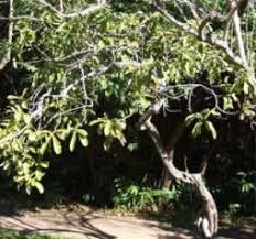 Image result for Pavetta vanwykiana