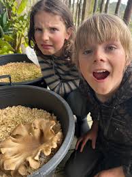 Growing oyster mushrooms in challenging weather